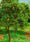 Image to render