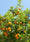 Image to render