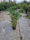 Bambou Metake (Arundinaria Japonica) 4 - Achat en ligne