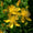 Image to render