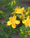 Image to render