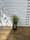 Image to render