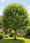 Image to render