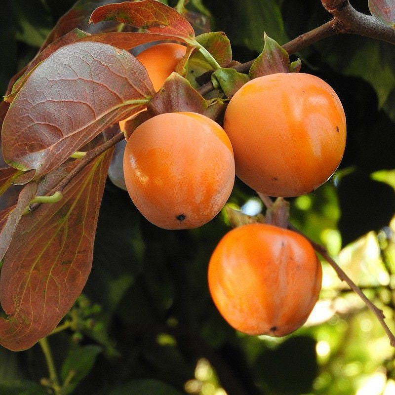 Diospyros Kaki (Plaqueminier) 3 - Achat en ligne