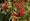 Image to render