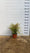 Bambou Sacré (Nandina Domestica) 4 - Achat en ligne