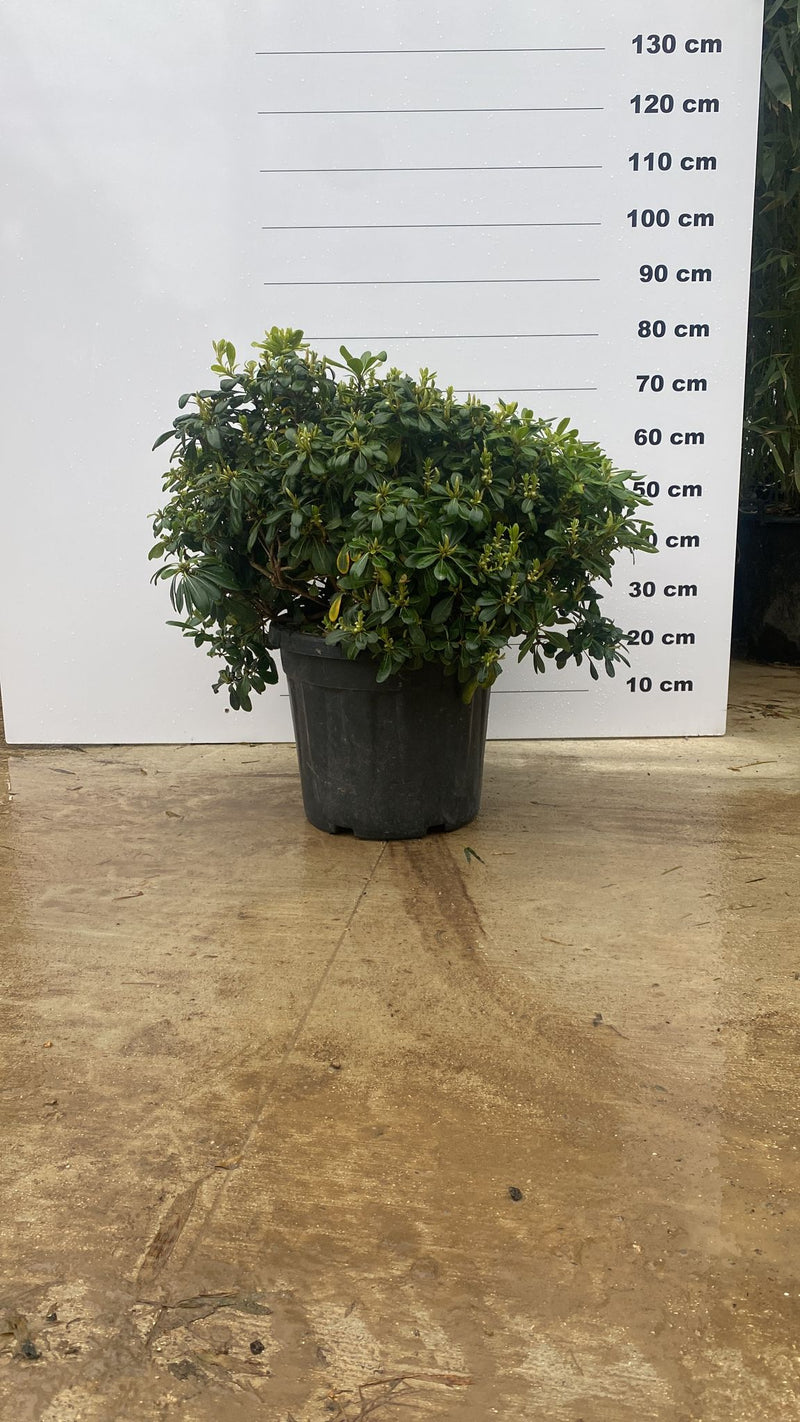 Pittosporum de Chine Nana