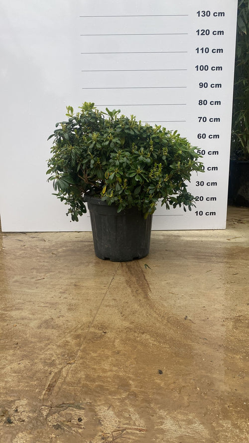 Pittosporum de Chine Nana