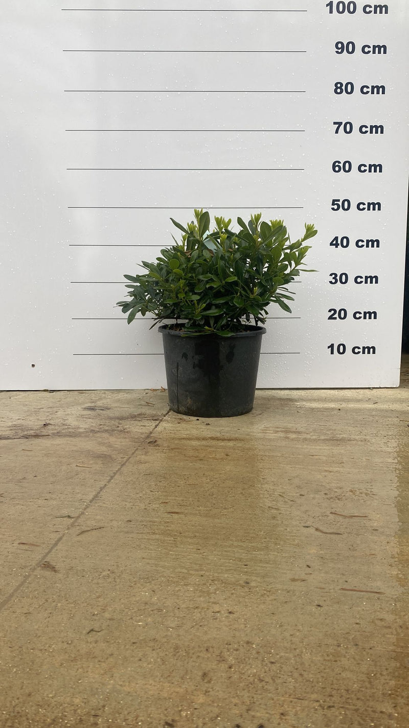 Pittosporum de Chine Nana