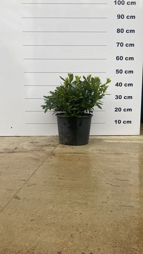 Pittosporum de Chine Nana