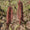 Image to render