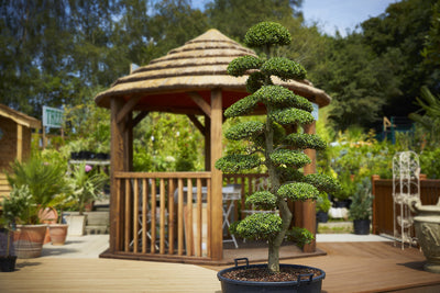 Ilex Crenata Niwaki 1 - Achat en ligne