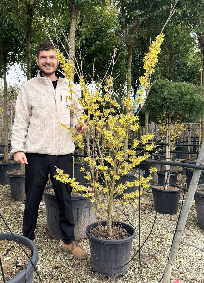 Noisetier des Sorcières Jaune (Hamamelis × intermedia ‘Arnold Promise’)