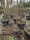 Image to render
