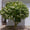 Image to render