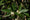 Image to render