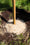 Image to render