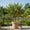 Image to render