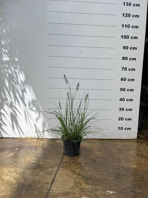 Herbe aux écouvillons (Pennisetum alopecuroides Hameln) 1 - Achat en ligne