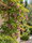 Image to render
