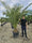 Palmier Phoenix (Phoenix canariensis) 6 - Achat en ligne