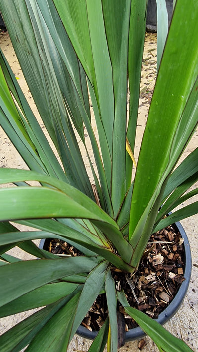 Phormium (Lin de Nouvelle-Zélande)