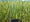Image to render