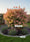 Image to render