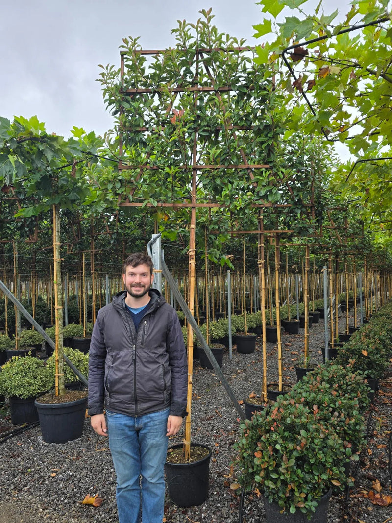 Photinia 'Red Robin' en tige palissé