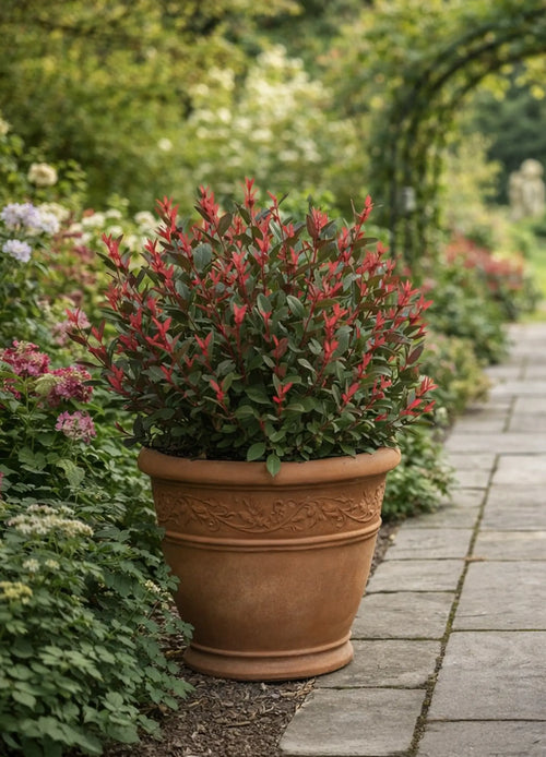Photinia Fraseri ‘Carré Rouge’ en boule