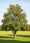 Image to render
