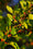 Image to render