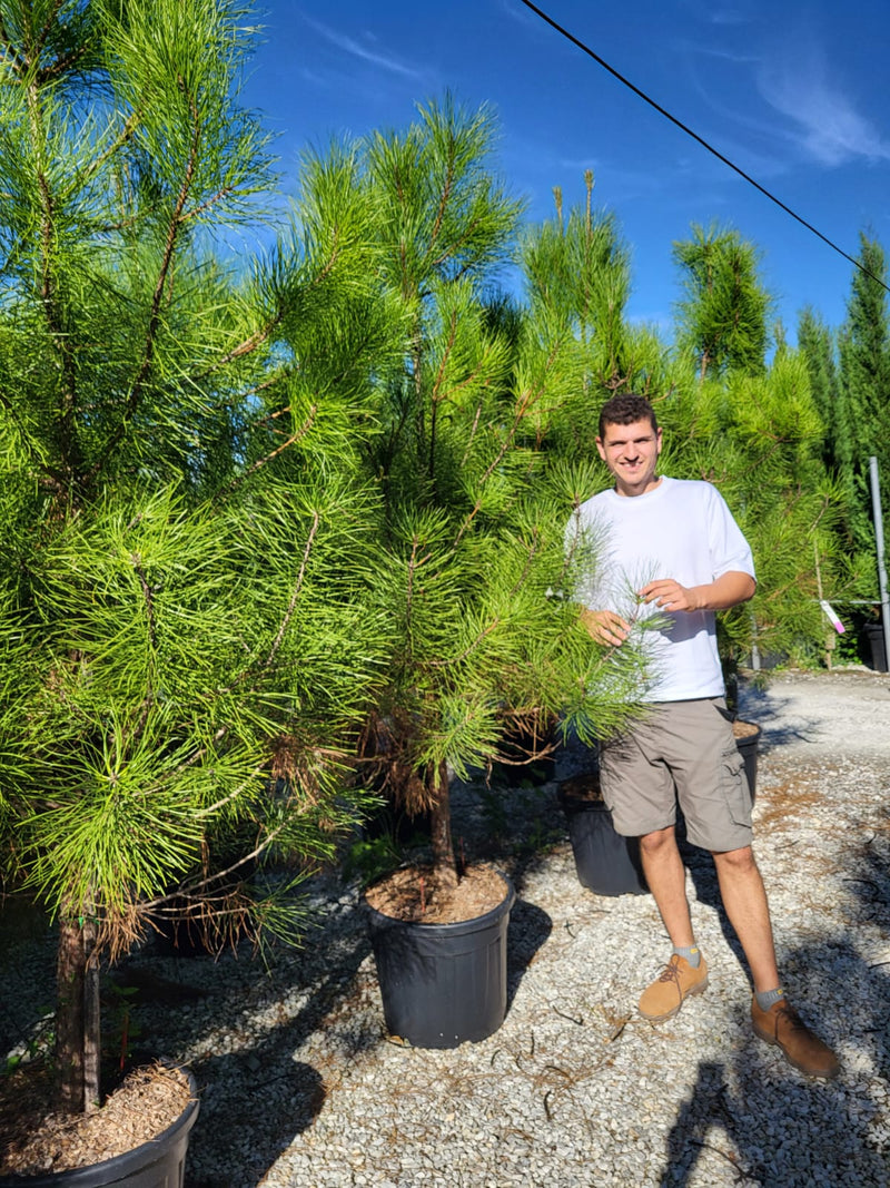 Pin maritime (Pinus Pinaster)