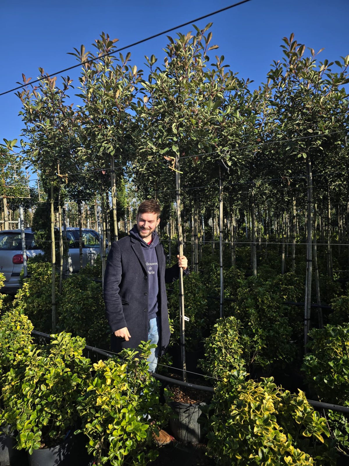 Photinia Pink Marble en tige 4 - Achat en ligne