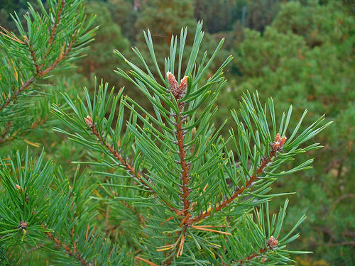 Pin sylvestre en pompoms