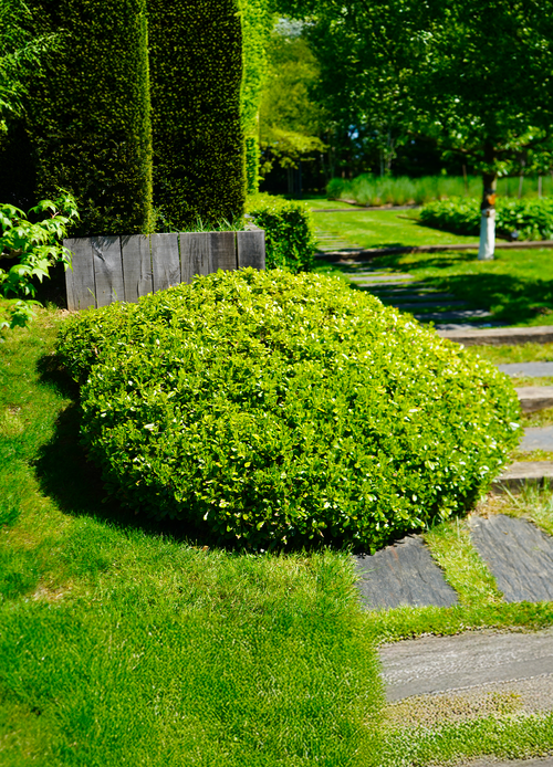 Pittosporum de Chine Nana