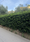 Image to render