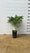 Pivoine (Paeonia) 4 - Achat en ligne