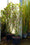 Image to render