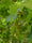 Image to render