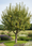 Image to render