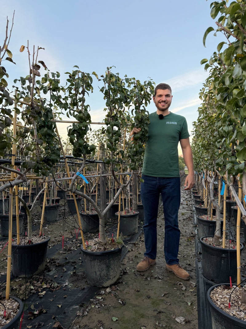 Palissade Poirier 'Beurré Hardy'