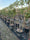 Image to render