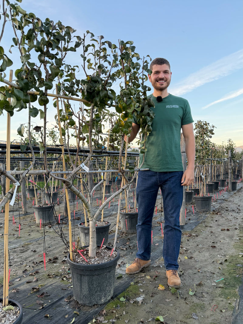Palissade Poirier 'Conférence'