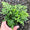 Fougères (Polypodium Vulgare) 2 - Achat en ligne