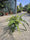 Fougères (Polypodium Vulgare) 4 - Achat en ligne