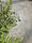 Image to render