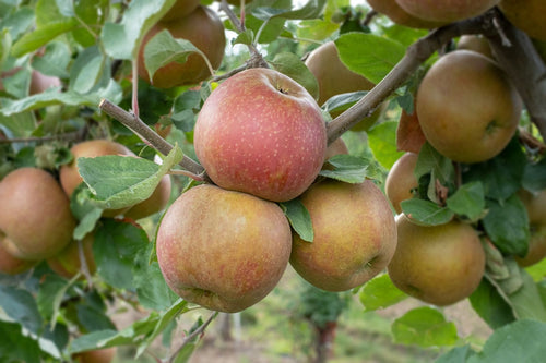 Palissade Pommier 'Belle de Boskoop'