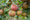 Image to render