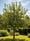 Image to render